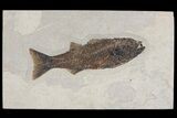 Uncommon Fish Fossil (Mioplosus) - Wyoming #144211-1